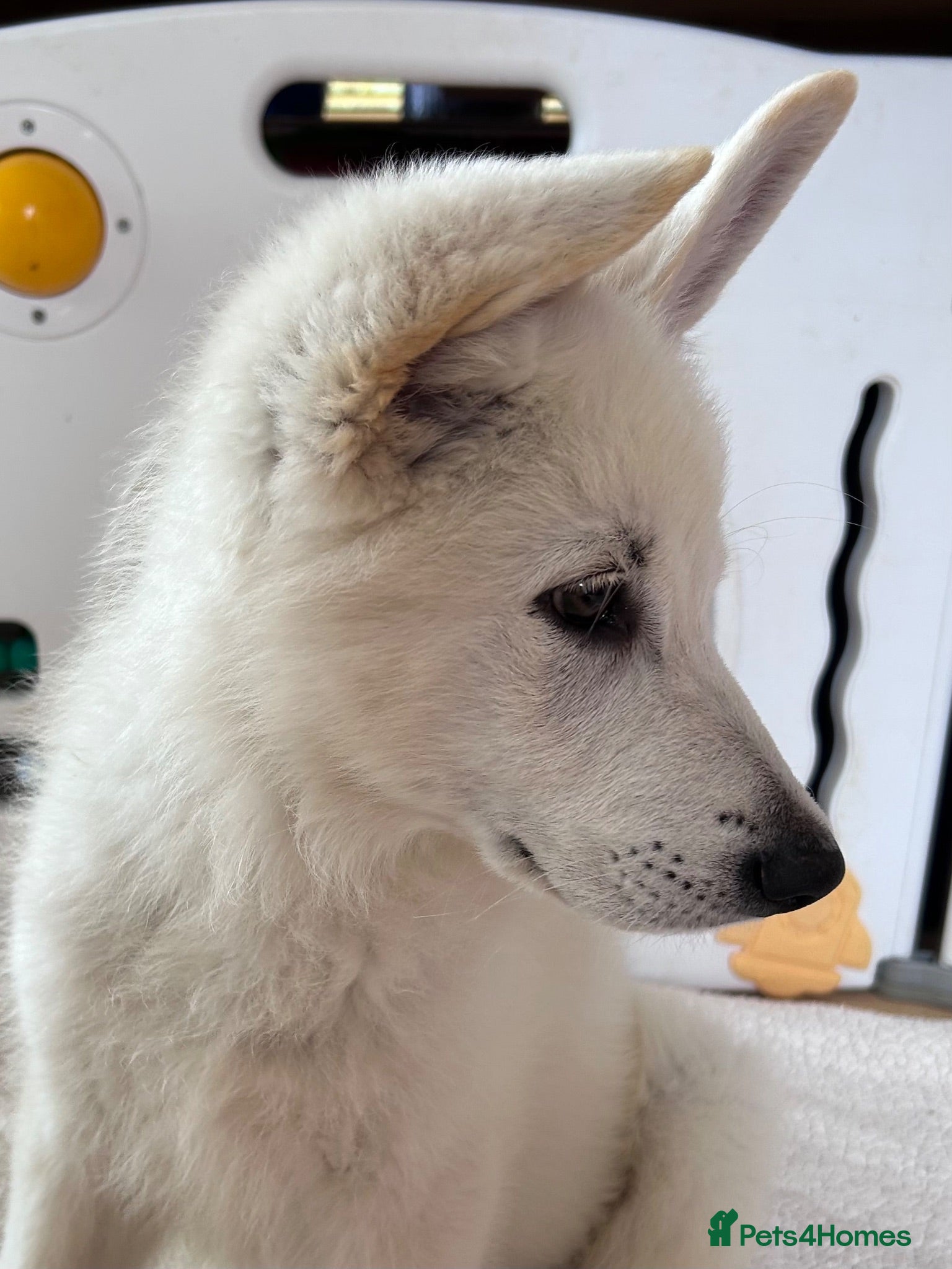 German Shepherd dogs READY NOW! Gorgeous long & med coat GSD Puppies  - Advert 2