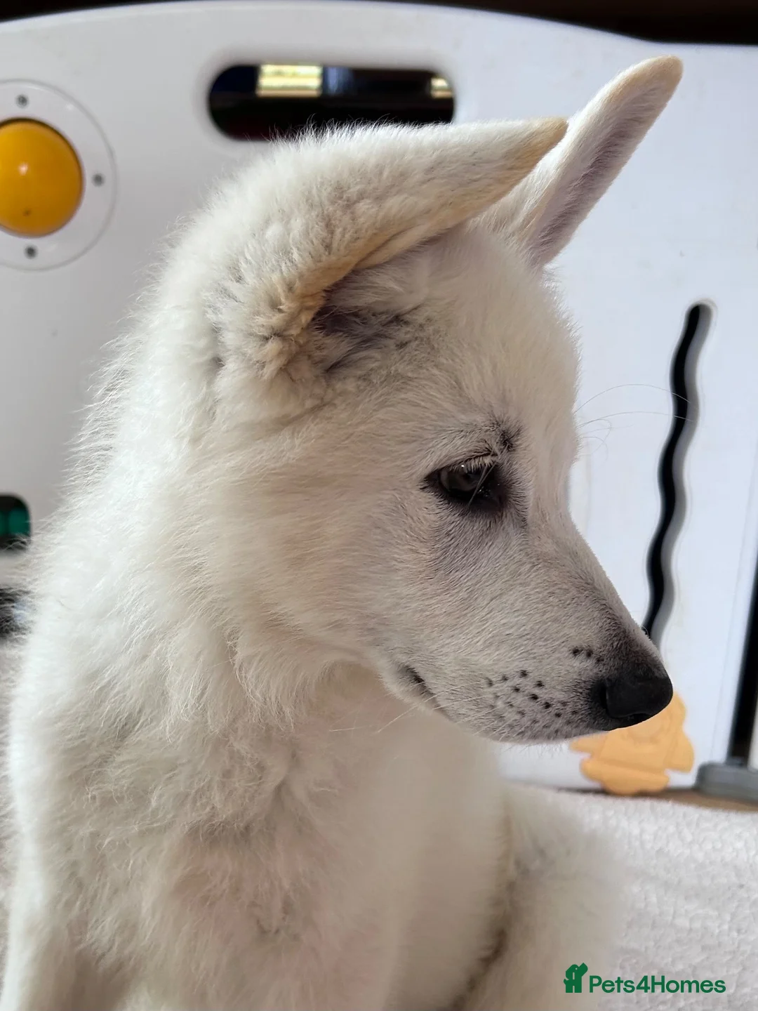 German Shepherd dogs for sale: READY NOW! Gorgeous long & med coat GSD Puppies  - Advert 2