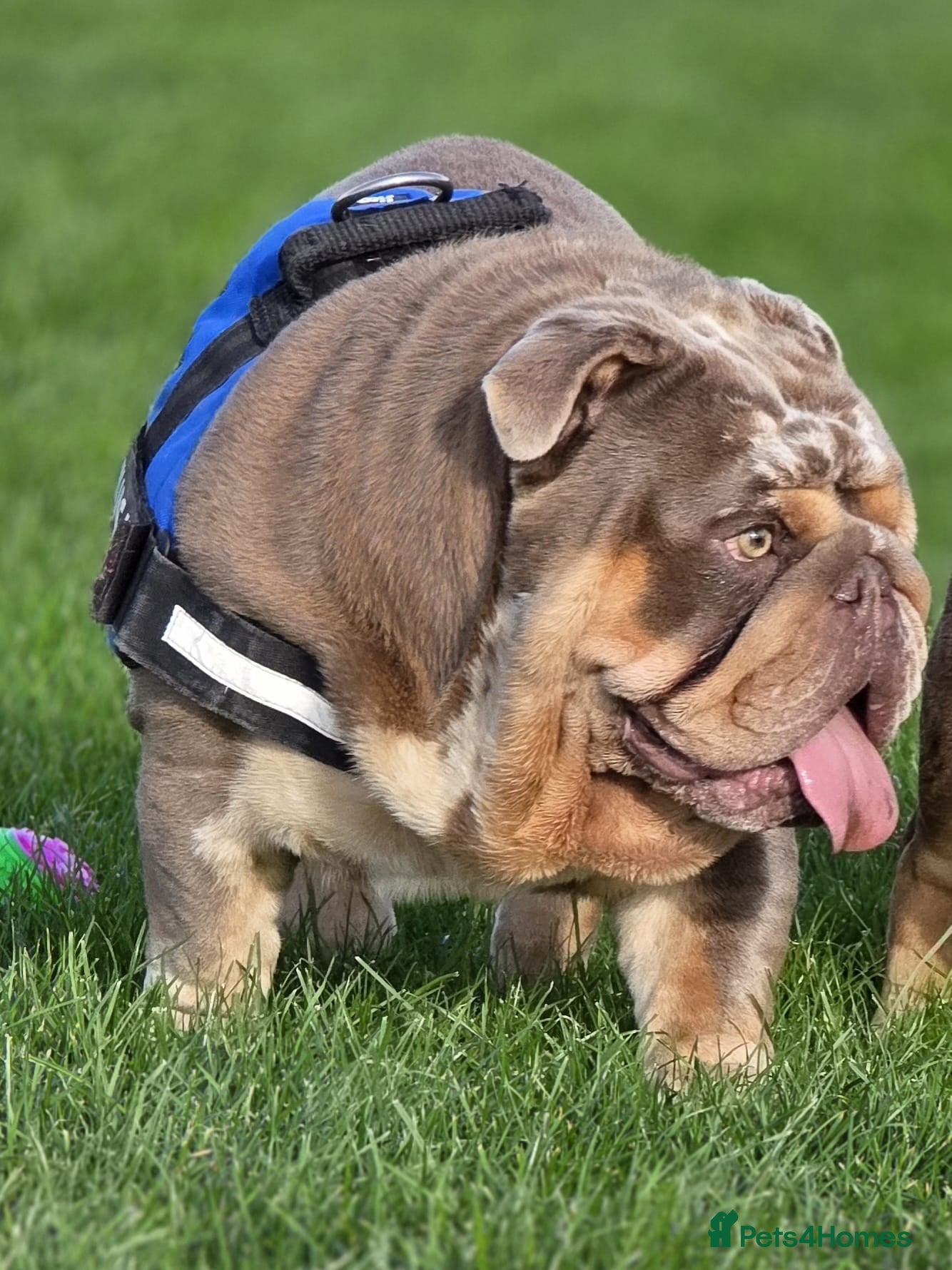 English Bulldog dogs The Scouse General - Advert 1