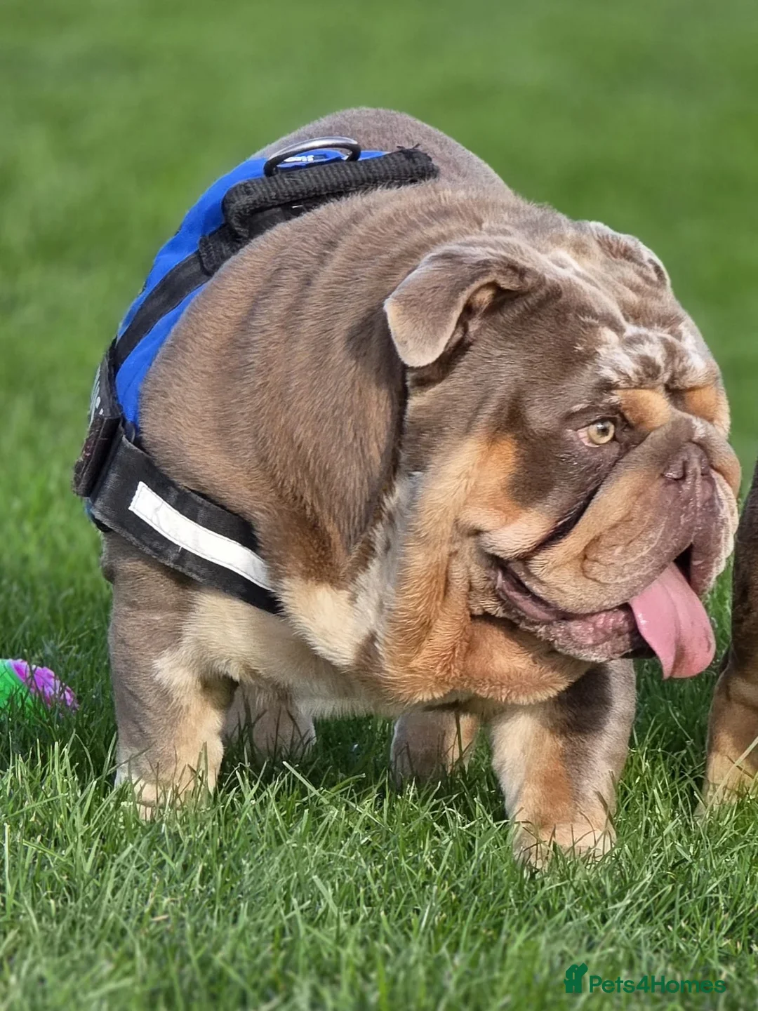 English Bulldog dogs for stud: The Scouse General - Advert 1