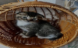 Scottish Fold cats for sale: 3 Beautiful Scottish Fold/straight kittens  - Image 3