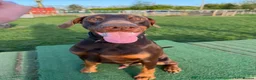 Dobermann dogs for stud: King Zeus -Proven Stud  - Advert 2
