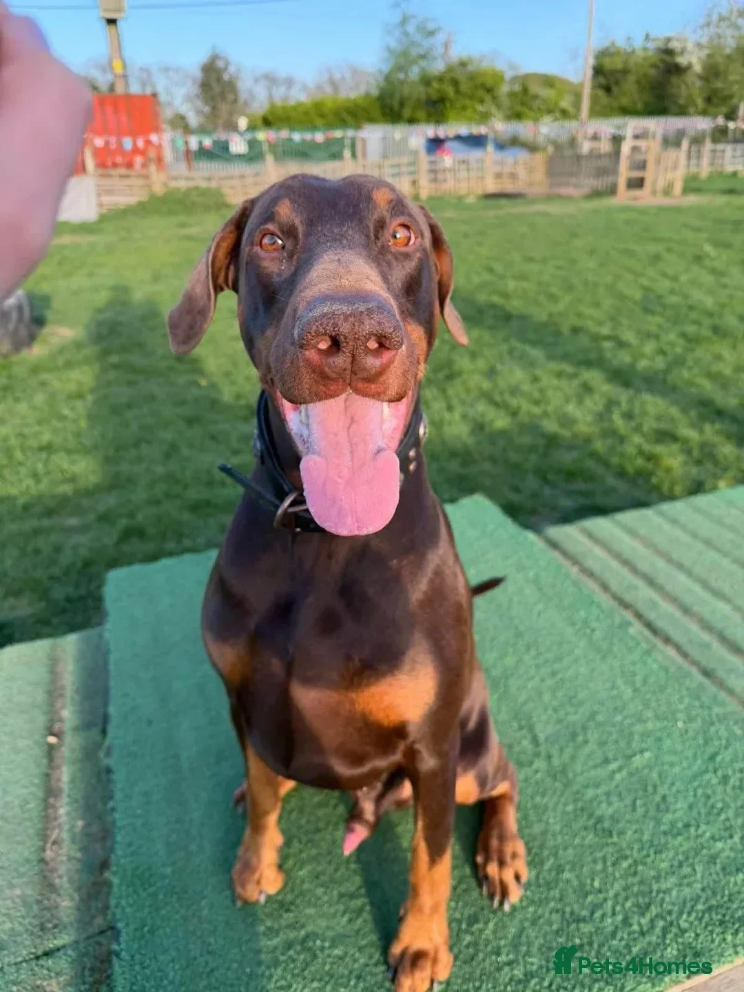 Dobermann dogs for stud: King Zeus -Proven Stud  - Advert 2