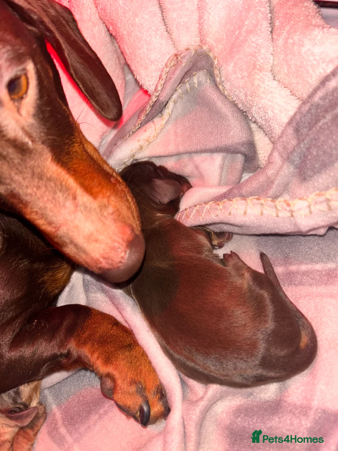 Miniature Dachshund dogs for sale: The sausage squad has arrived!  - Advert 3