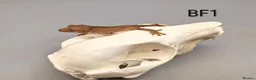 Gecko reptiles for sale: Red Phantom Crested Gecko CB26 - Advert 2