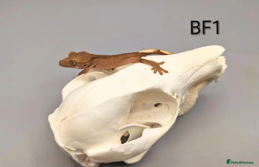 Gecko reptiles for sale: Red Phantom Crested Gecko CB26 - Advert 2