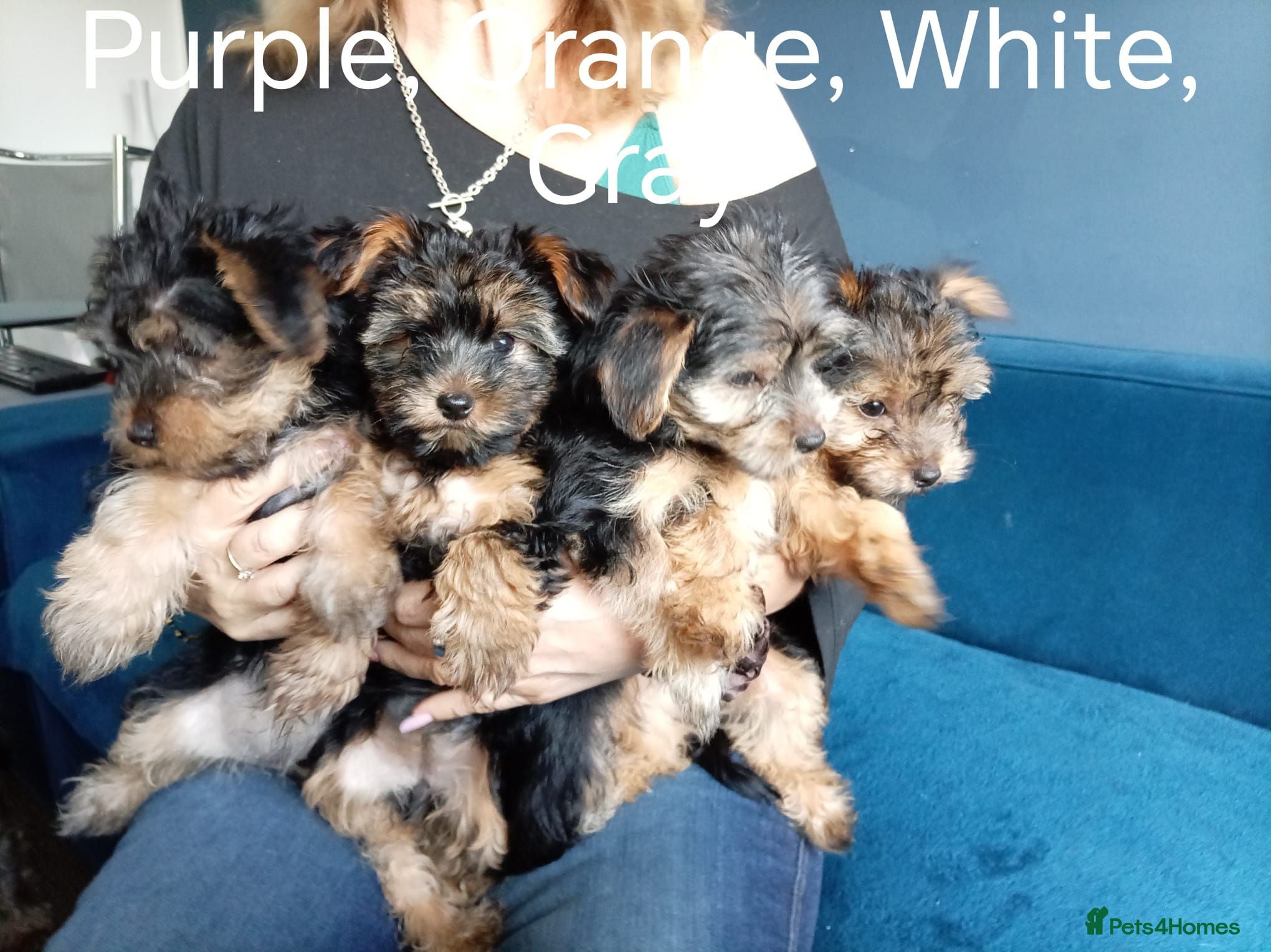 Chorkie dogs 5 beautiful Chorkie pups ready to go now 4g 1 boy - Advert 2