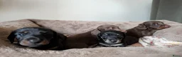 Miniature Dachshund dogs for sale: Miniature Dachshund Puppies - Advert 2
