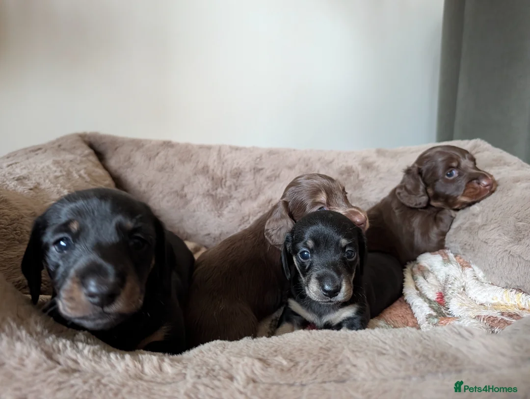 Miniature Dachshund dogs for sale: Miniature Dachshund Puppies - Advert 2