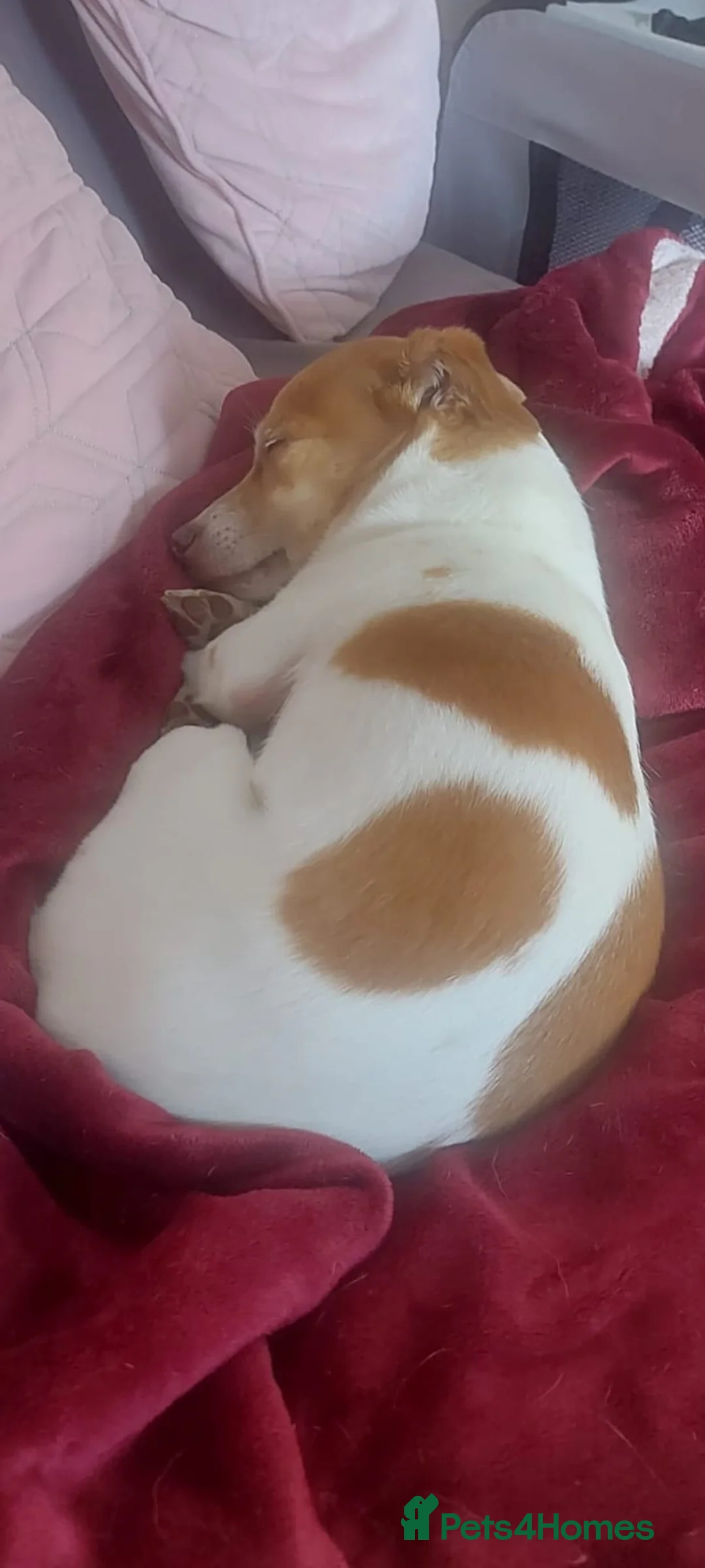 Mixed Breed dogs for adoption: URGENT FOSTER NEEDED: ❤️POPPY❤️Small 7 yo girl in Paignton - Advert 12