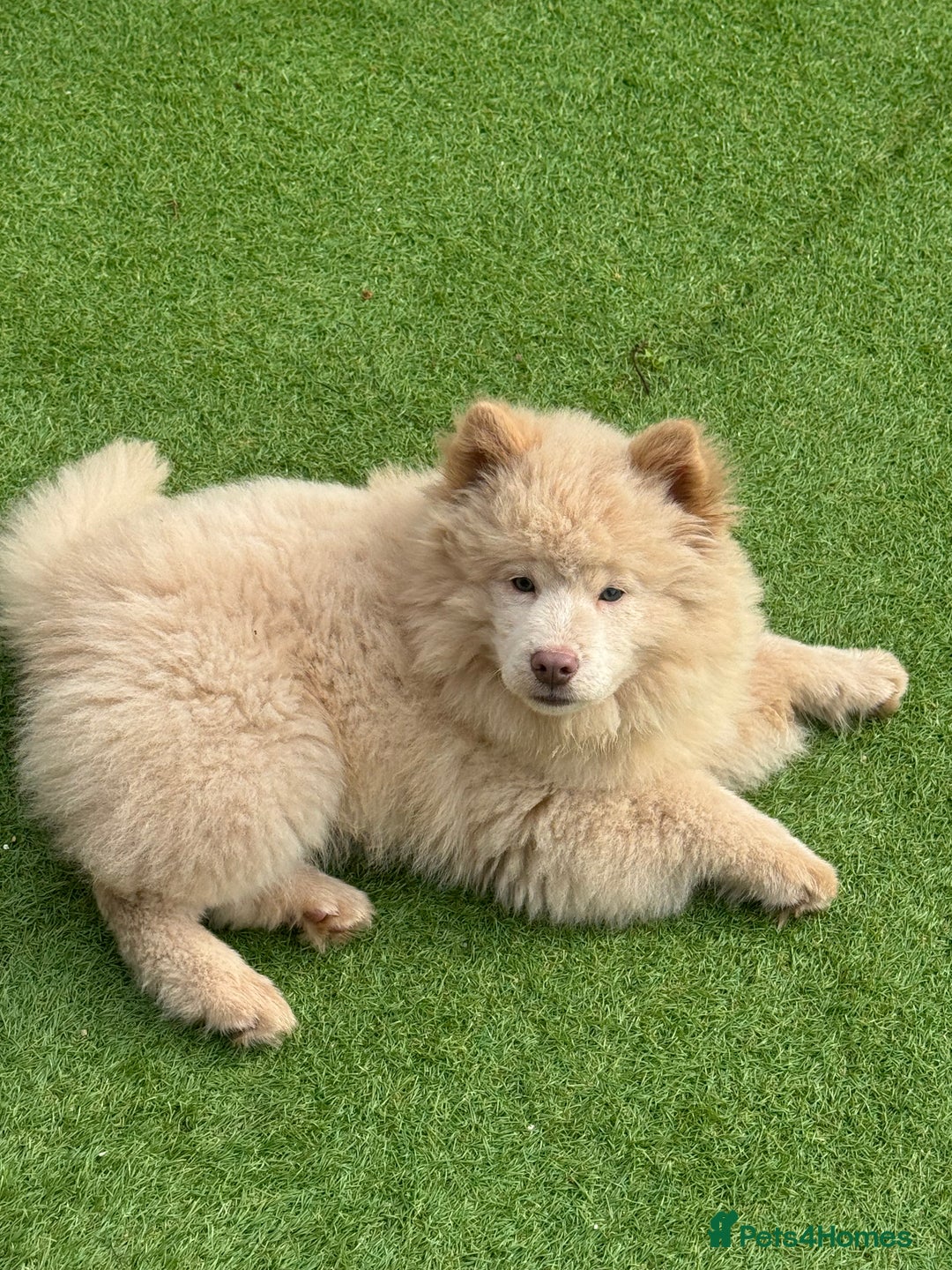 Mixed Breed dogs for sale: Platinum Chowsky - Advert 2