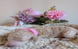 Cockapoo dogs for sale: Toy cockerpoo  - Advert 5