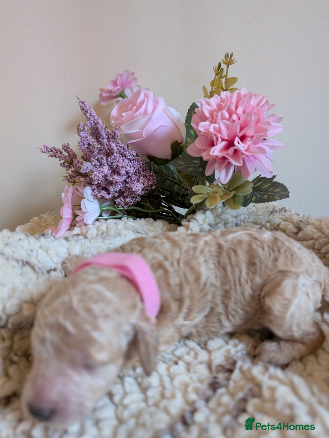 Cockapoo dogs for sale: Toy cockerpoo  - Advert 5