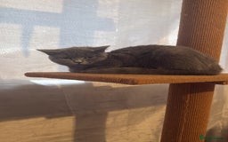 British Shorthair cats for sale: Female British shorthair  - Image 1