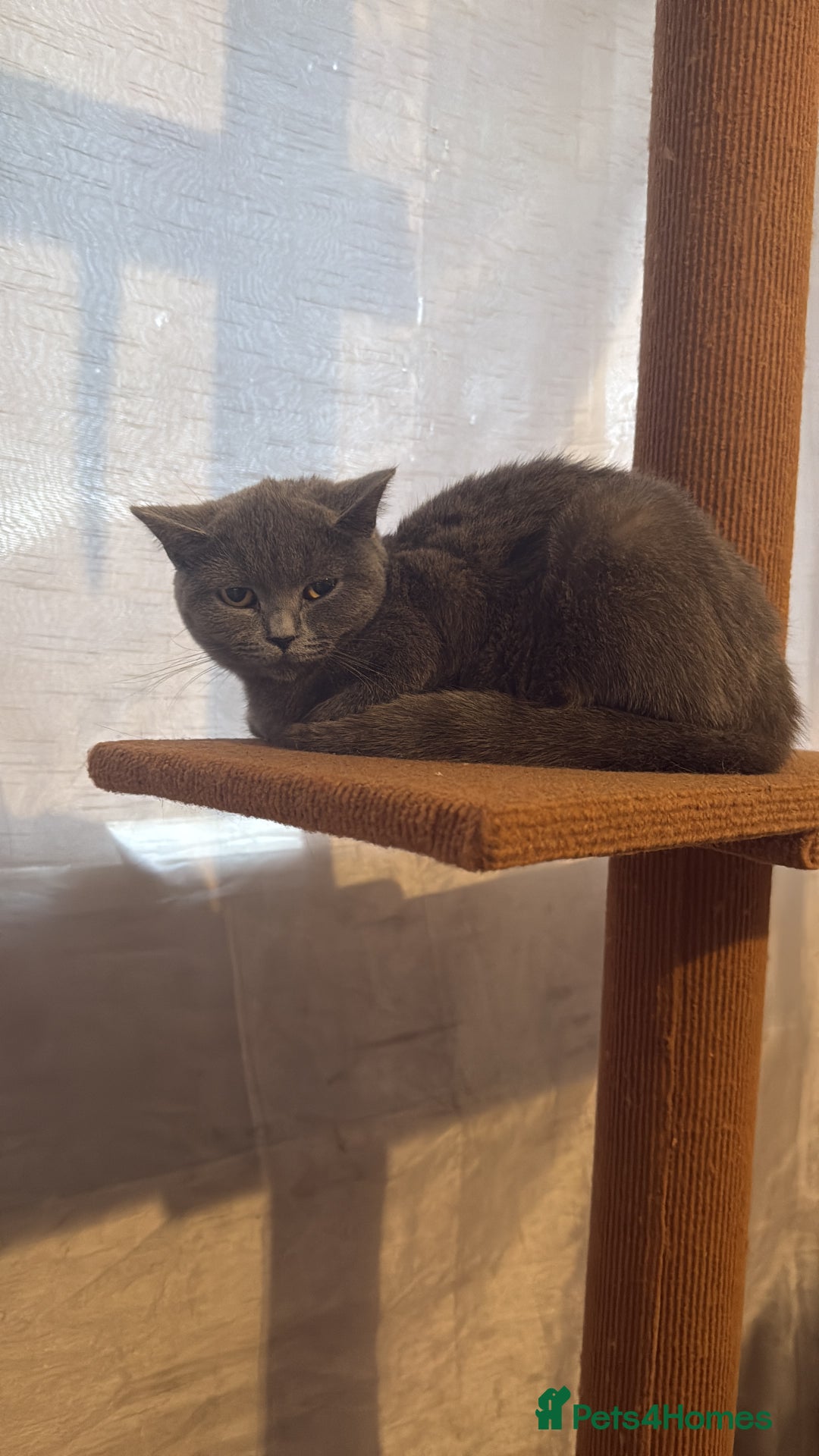 British Shorthair cats for sale: Female British shorthair  - Image 1