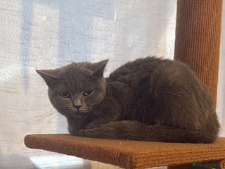 British Shorthair cats for sale - Advert 1