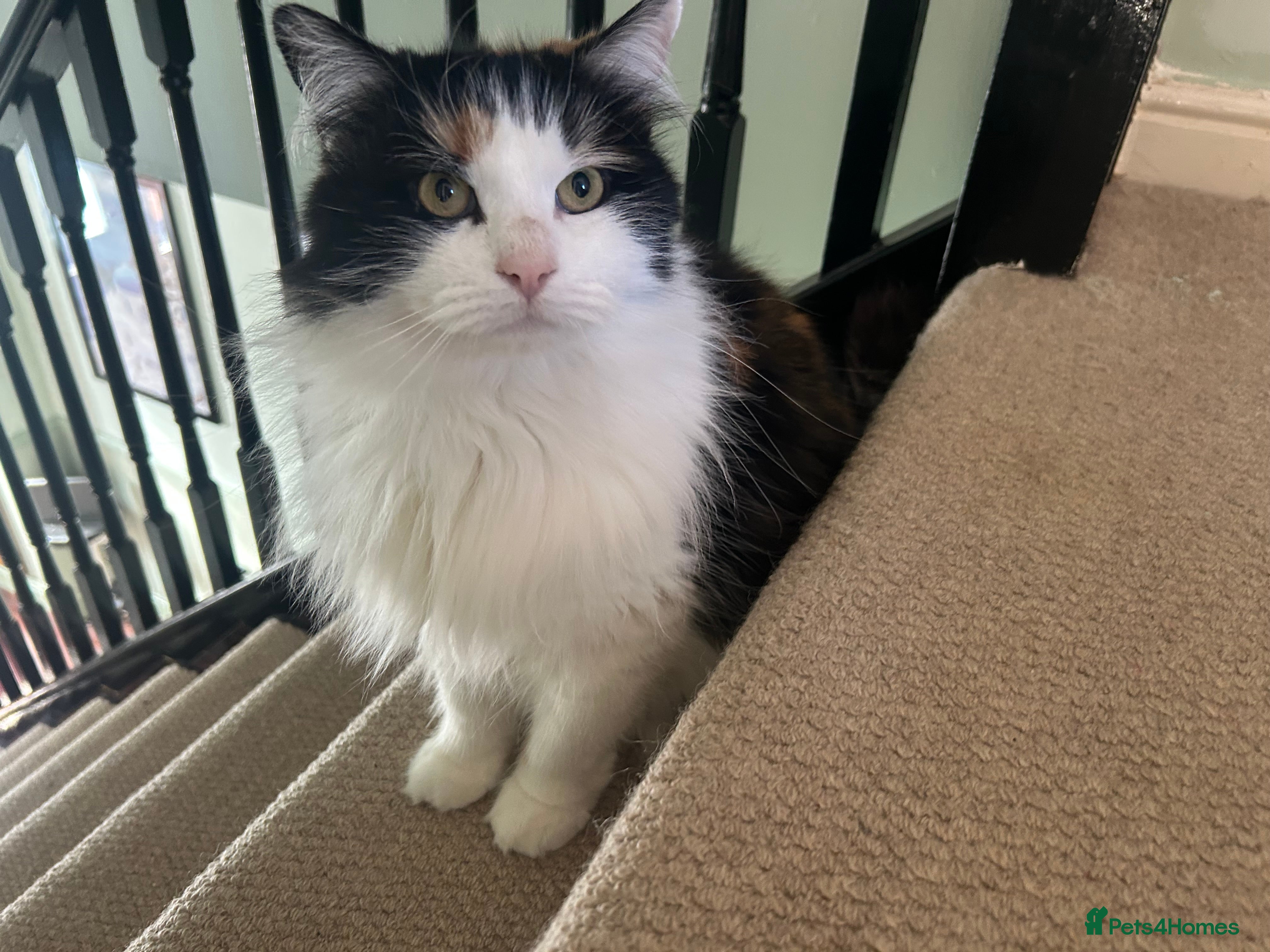 Mixed Breed cats Loving cat looking for a loving home FREE - Advert 1