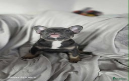 French Bulldog dogs for sale: French bulldog puppies - Image 3