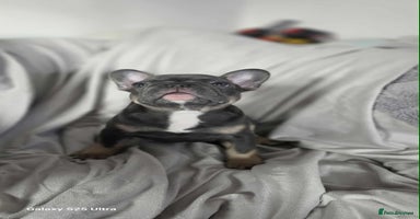 French Bulldog dogs - Advert 10