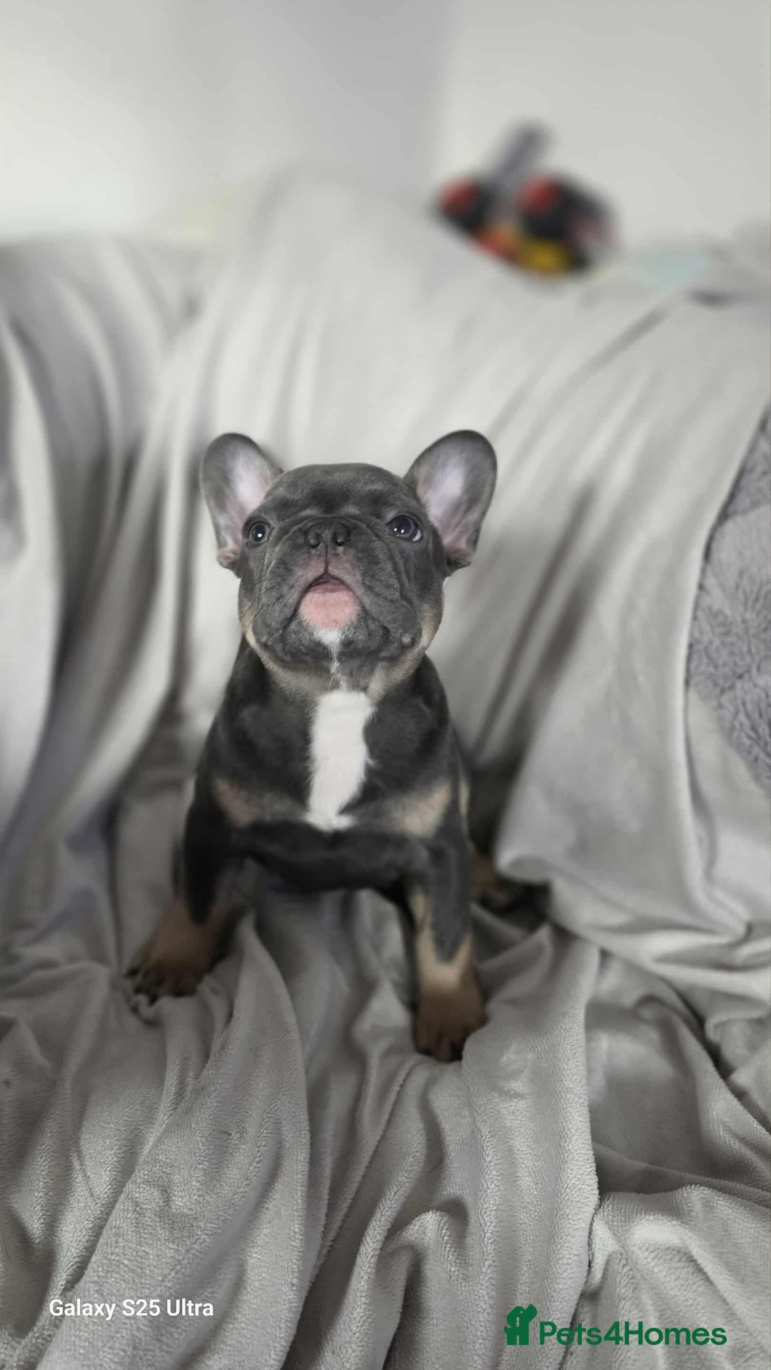 French Bulldog dogs for sale: French bulldog puppies - Image 3