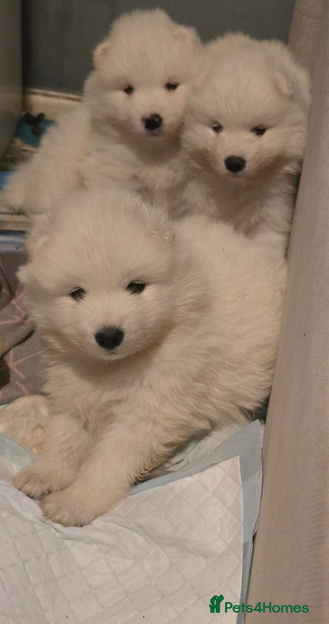 Samoyed dogs for sale: Registered samoyed puppies  - Advert 18