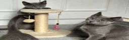 Russian Blue cats for sale: Russian Blue Kittens  - Advert 16