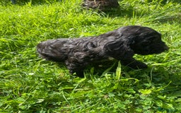 Cockapoo dogs for sale: Beautiful show cockapoo puppies - Image 15