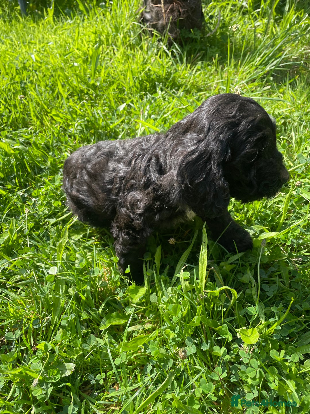 Cockapoo dogs for sale: Beautiful show cockapoo puppies - Image 15