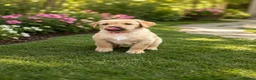 Labrador Retriever dogs for sale: Exceptional Labrador puppies  - Advert 7