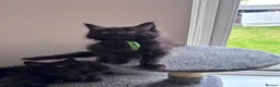 Maine Coon cats for sale: 🐾 BEAUTIFUL BLACK SMOKE MAINE COON KITTENS 🐾 - Advert 16