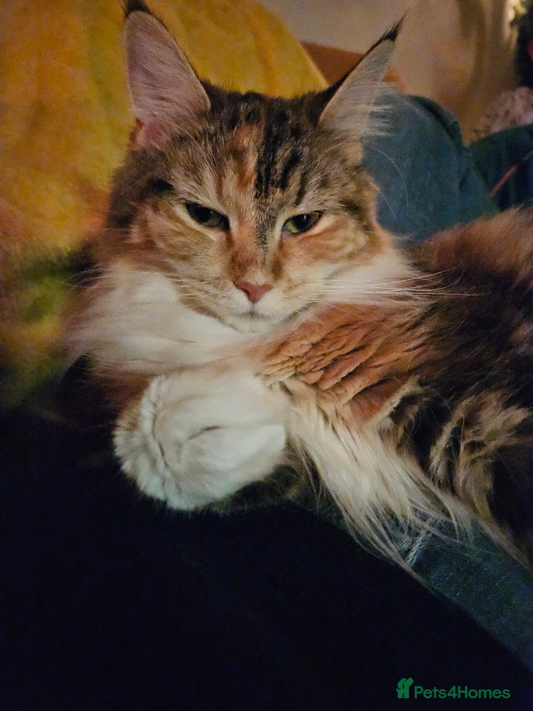 Maine Coon cats for sale: Active female maincoon gccf and tica - Image 8