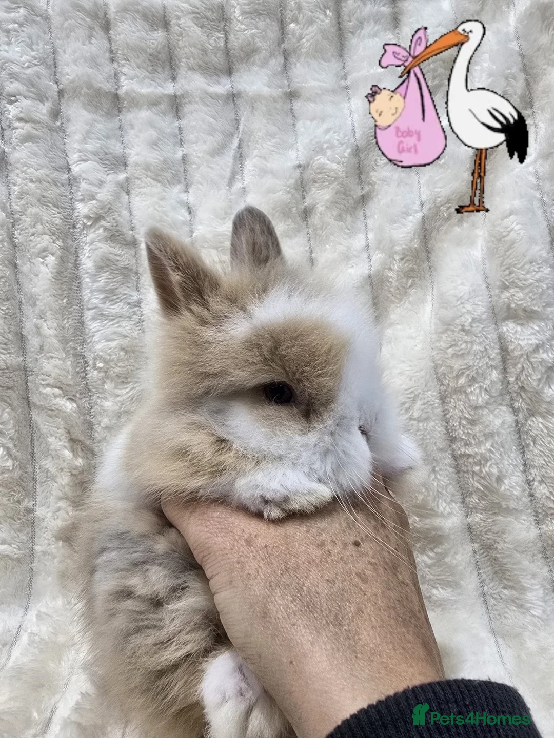 Lionhead rabbits for sale: Mini double maned lion head - Advert 2