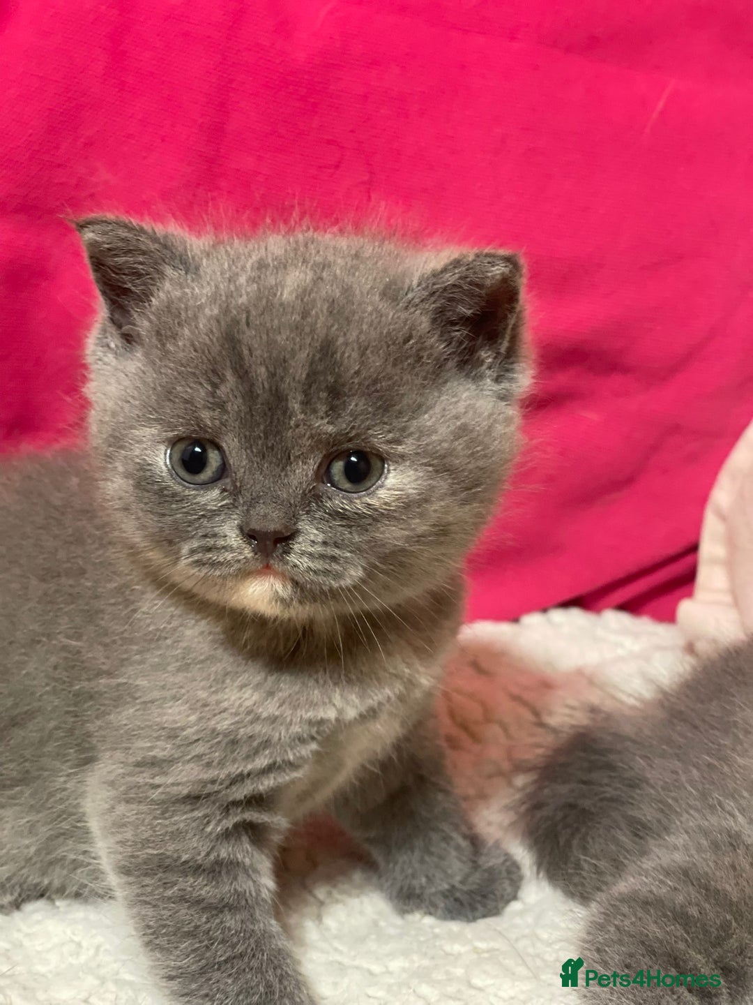 British Shorthair cats for sale: Beautiful British Shorthair Kittens – ReadyOctober - Image 8