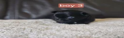 Chihuahua dogs for sale: 5 chiuaua baby boys - Advert 26