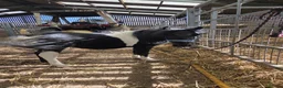 Shetland pony horses for sale: Glenroeburn Nelson - Advert 1
