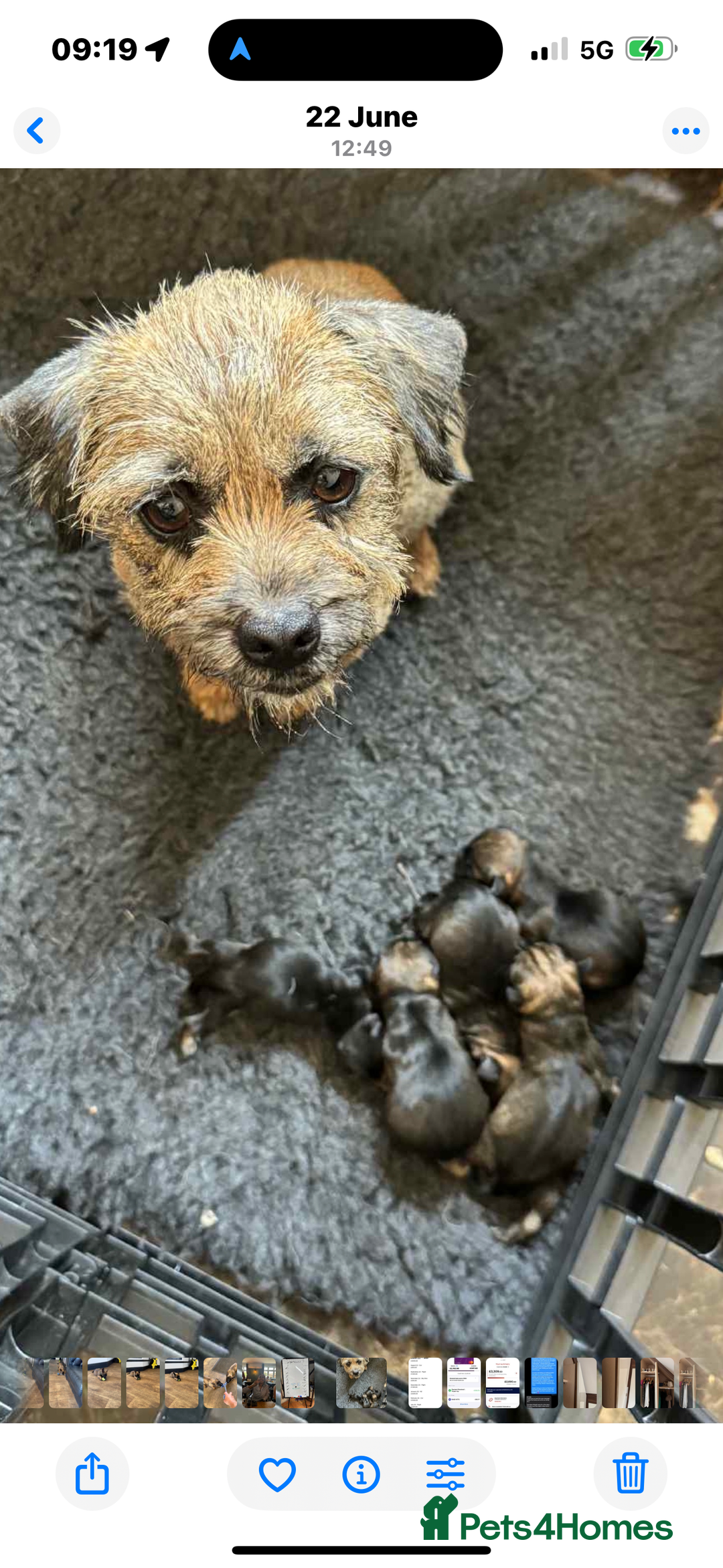Border Terrier dogs for sale: "REDUCED" Beautiful Border Terrier Pups - Image 5