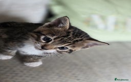 Bengal cats for sale: Kittens x bengal  - Image 6
