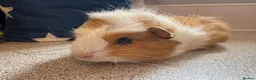 Guinea Pig rodents for sale: Beautiful baby piggies  - Advert 8