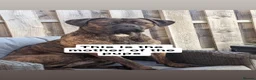 Mixed Breed reptiles for sale: Mixed breed pups for sale  - Advert 3