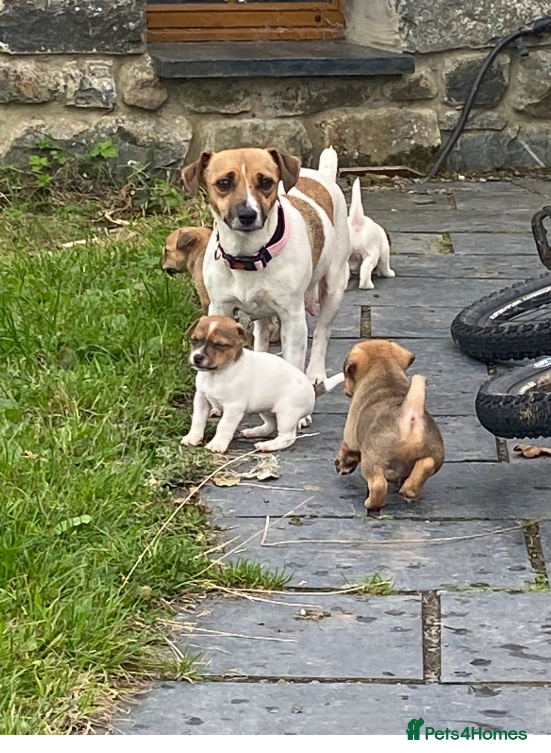 Mixed Breed dogs for sale: Jack Russell x Yorkies - Image 2
