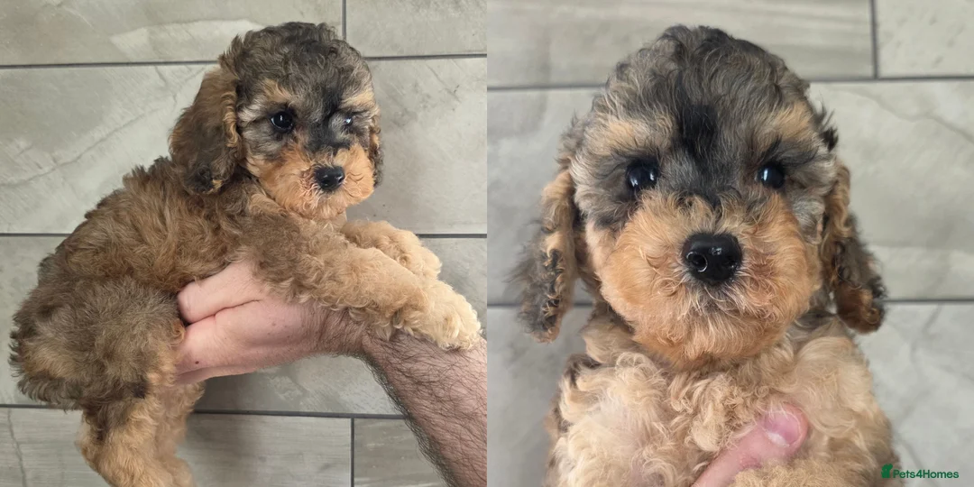 Cockapoo dogs for sale: F1b SABLE Cockapoo Boy. DNA Health Tested. - Advert 1