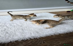 Savannah cats for sale: TICA Registered F8 savannah kittens  - Image 10