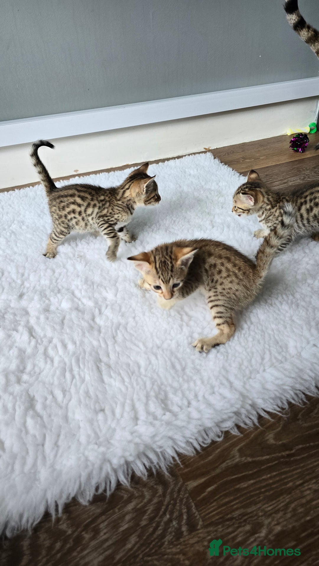 Savannah cats for sale: TICA Registered F8 savannah kittens  - Image 10