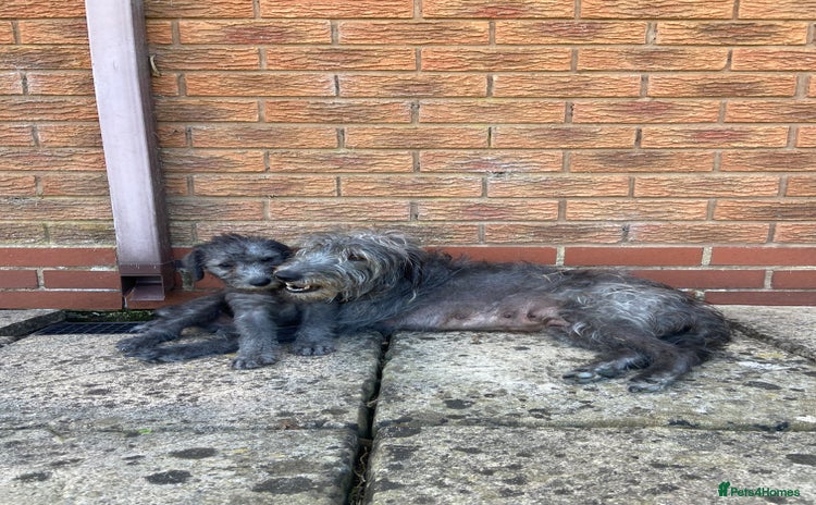 Bedlington Terrier dogs - Advert 2