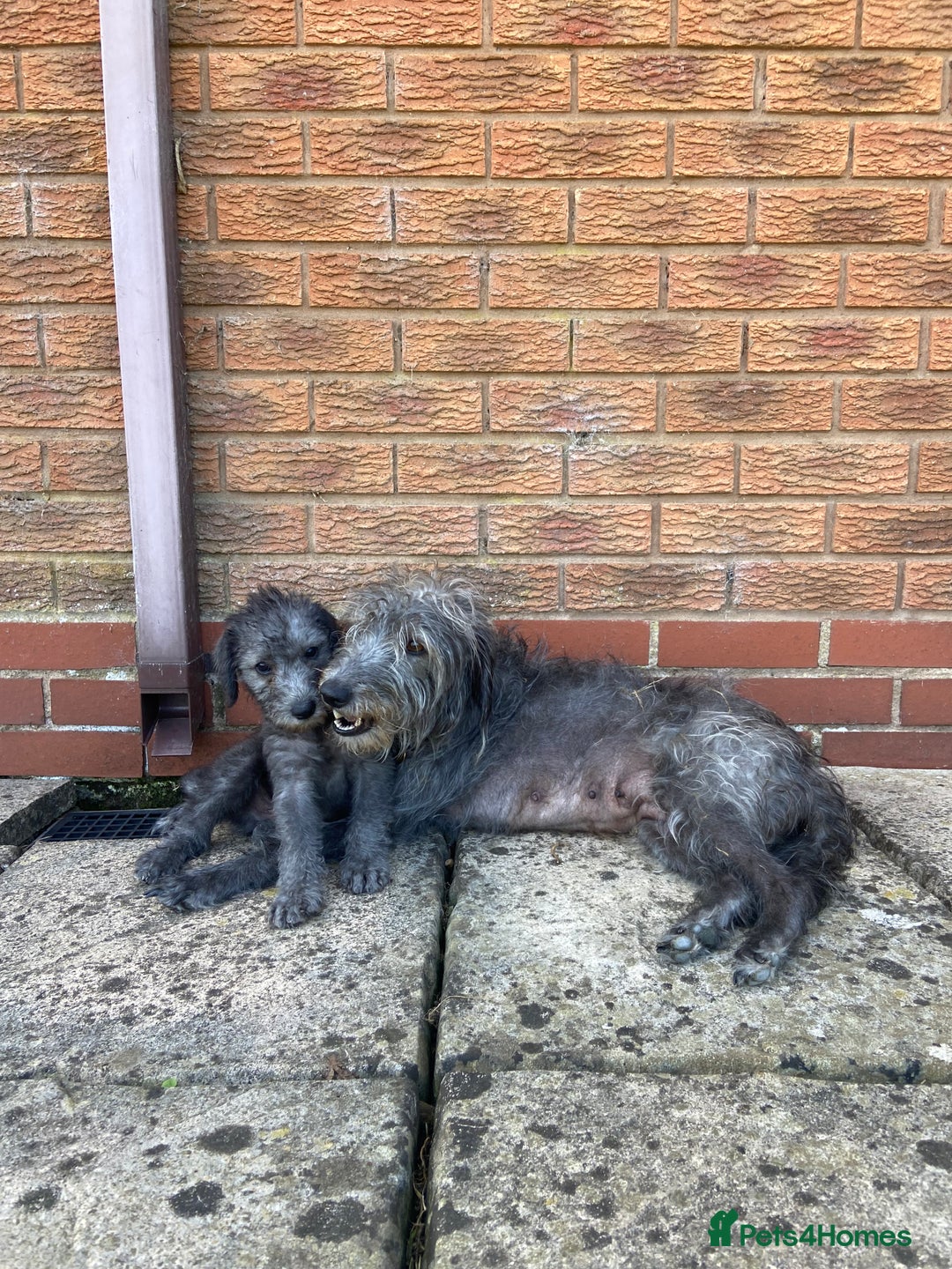 Bedlington Terrier dogs for sale: Bedlington Terrier x Italian Greyhound Puppies - Image 13