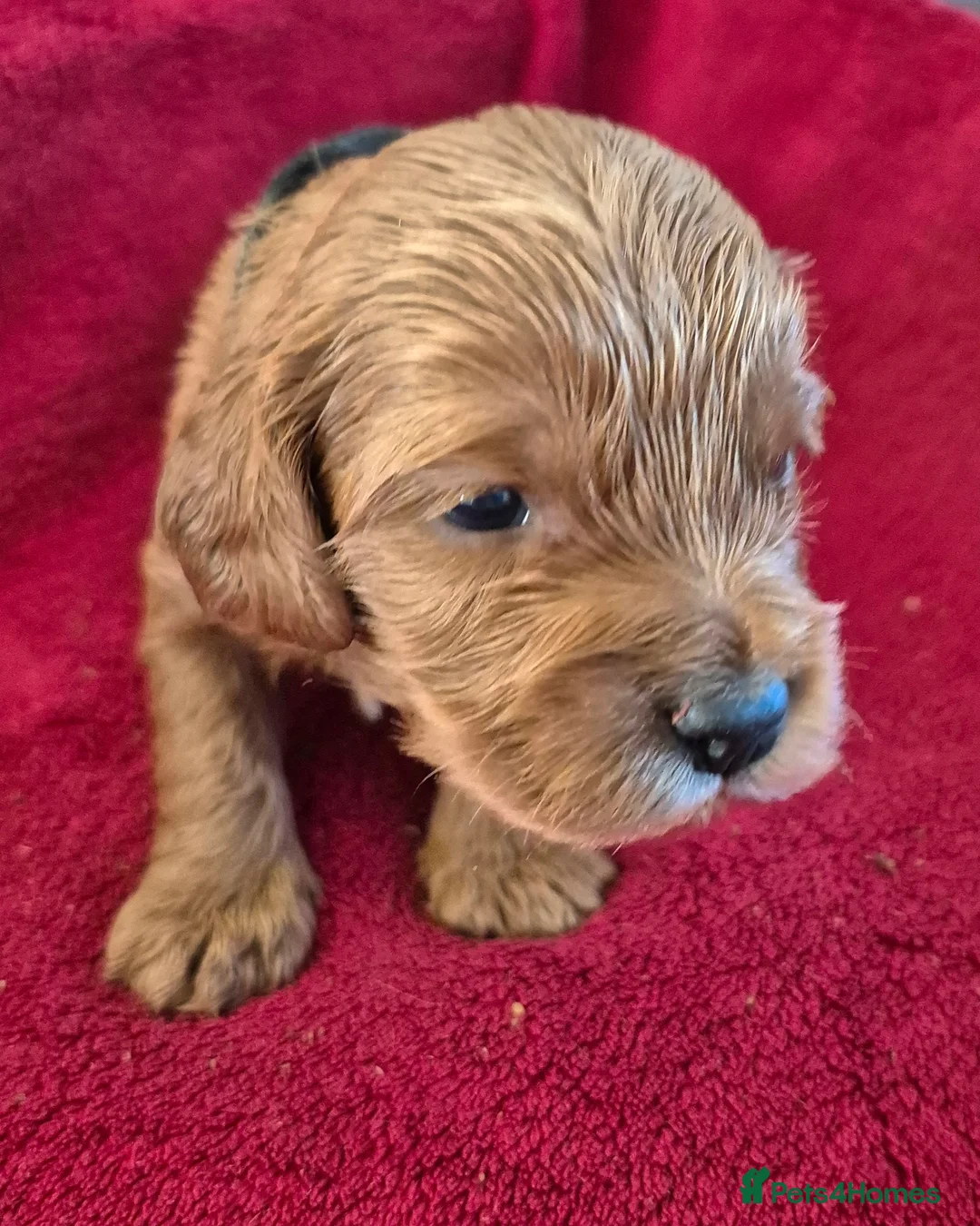 Cockapoo dogs for sale: F1 Cockapoo puppys - Advert 8