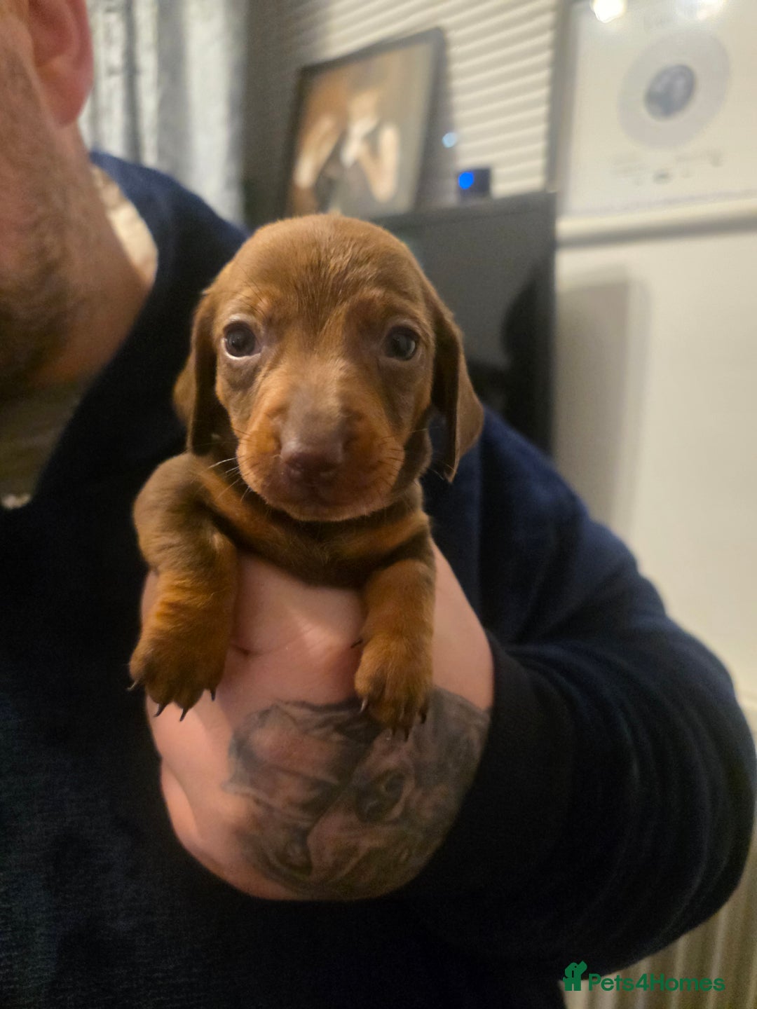 Dachshund dogs for sale: Dachshund  - Advert 18