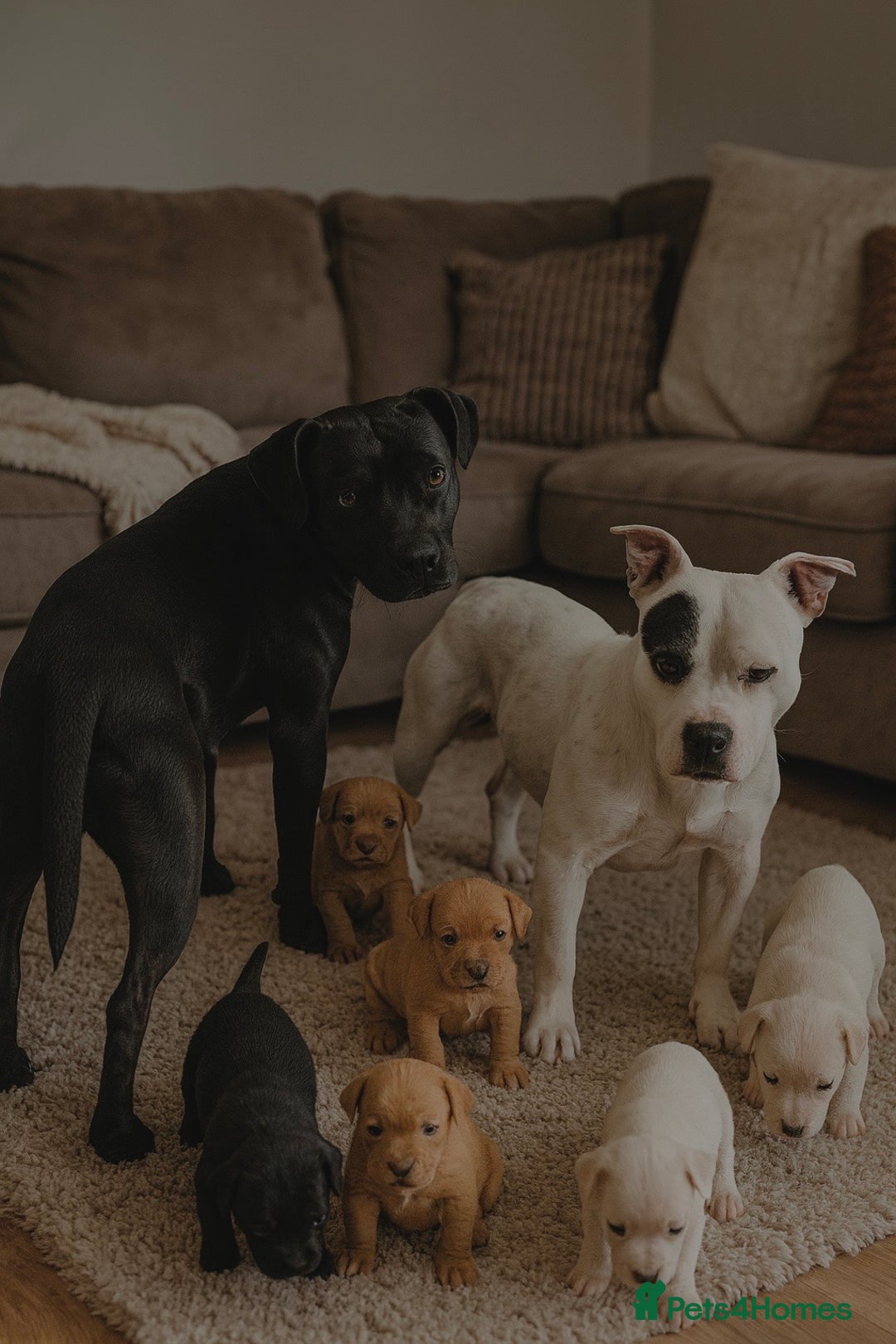 Staffordshire Bull Terrier dogs for sale: Lovely staffy called kobe - Advert 4