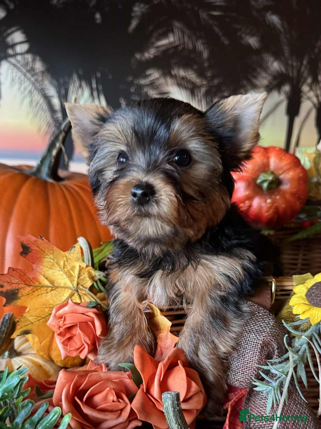 Yorkshire Terrier dogs for sale: Beautiful Pedigree Yorkshire Terrier puppies. - Advert 22