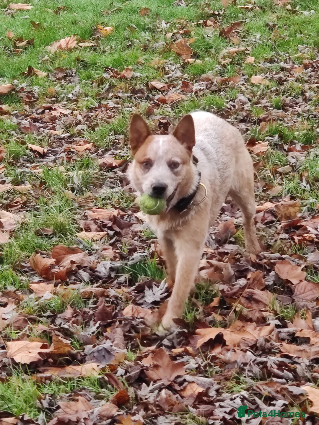 Australian Cattle Dog dogs for stud: Stud red heeler - Advert 2